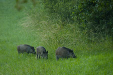 Foto: Wilfried Keller