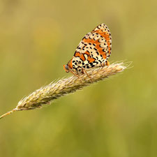Ein Schmetterling auf einer Getreideähre