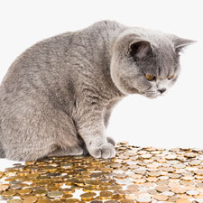 Fotomontage: Eine Katze sitzt wachsam vor ausgestreuten Münzen
