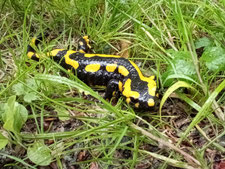 So schützen wir den Feuersalamander - mit einem Klick auf das Foto gelangen Sie auf unser Video bei youtube. Bitte beachten Sie, dass Sie dadurch unsere Internetseite verlassen.