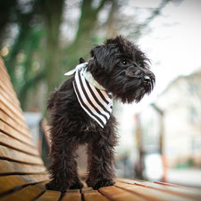 gestreiftes Hundehalstuch mit punkten