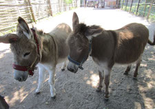 ... mit Tino und Rosa