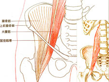 インナーマッスル、大腰筋のイラスト