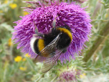 Dunkle Erdhummel