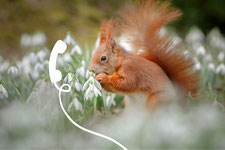 Eichhörnchen mit Telefonsymbol 
