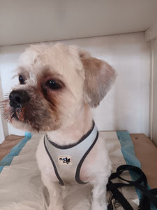 Hundesalon Charlottenburg BerlinerSchnauze Webseite!