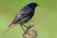 Hausrotschwanzmännchen - Foto: NABU - F. Derer