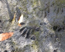 F湿地：アライグマ足跡