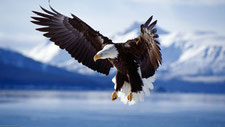 Bald Eagle embleme Synerj Health 