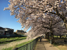 下堀公苑　桜