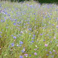 Die Kornblume (Cyanus segetum Hill, Syn.: Centaurea cyanus L.)