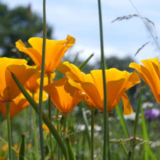 Goldmohn (Eschscholzia) zählt zur Familie der Mohngewächse 