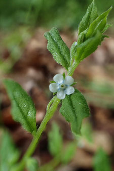 ハナイバナの花　径2〜3mm