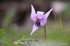 早春の花（２～３月頃）