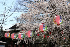 桜の名所（お花見）