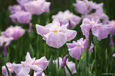 初夏の花（５～６月頃）