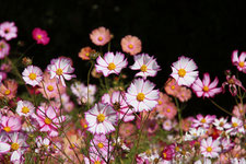 花の写真集コスモス