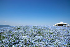 その他の関西花の名所