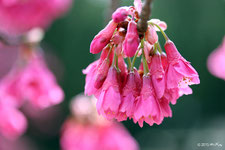 早咲きの桜は別のページです