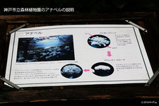 神戸森林植物園のアナベルの説明