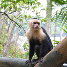 Samara & Manuel Antonio April_16