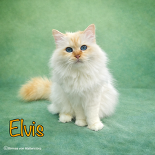 Elvis vom Sonnenbusch