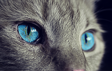 Bild: 4 Augen