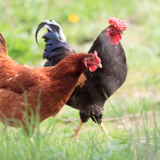 Huhn Fleisch kaufen Fleischundmehr