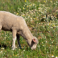 Lamm Fleisch kaufen Fleischundmehr