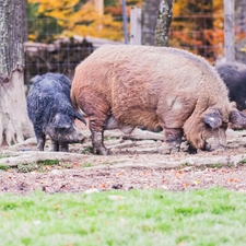 Mangalitza Fleisch kaufen Fleischundmehr