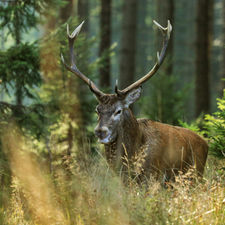 Hirsch und Hirschkalb Fleisch kaufen Fleischundmehr