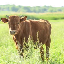 Jungbulle Fleisch kaufen Fleischundmehr