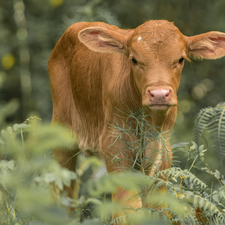 Kalb Fleisch kaufen Fleischundmehr