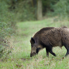 Wildschwein Fleisch kaufen Fleischundmehr