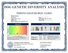 四国犬  Shikoku Ken