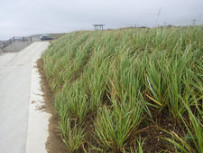 茨城県のはまにんにく砂草植栽