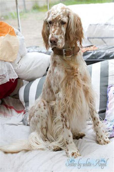 Draga by white Angel English Setter, Amerikanisch/Englisch Linie