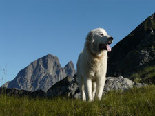 ©Pastorale Pyrénéenne