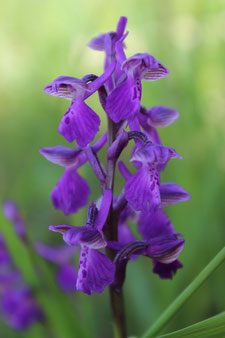 Les orchidées sauvages du Lot et Garonne - Point Info Biodiversité du Lot  et Garonne