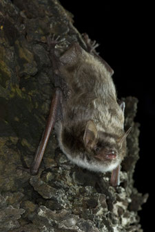 Wasserfledermaus. Foto: NABU/Dietmar Nill