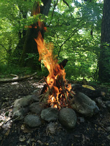 Waldbaden, Shinrin Yoku, Achtsamkeit, Meditation, Naturcoach, Meditationslehrer, Daniel Hauser, Uster, Coach, Coaching, Angebote, Waldachtsamkeitstraining