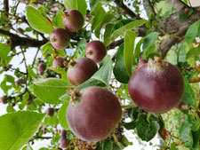 Schön gefärbte Äpfel aus eine unserer Streuobstwiesen (Foto D. Mohr)