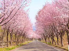 桜の並木