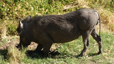 Phacochère, platau du Waterberg