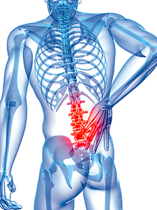 Fitnessstudio in Köln für Senioren und bei Beschwerden - Foto von der Anatomie mit Rückenfokus