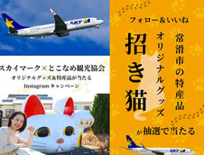 常滑xスカイマーク 招き猫 プレゼント