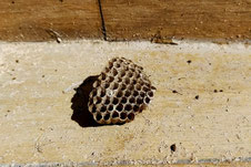 美濃加茂市　ハチの巣　蜂の巣　スズメバチ　アシナガバチ