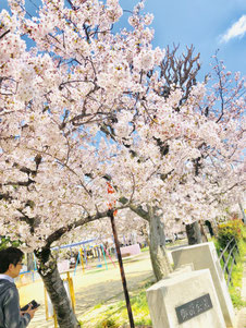 花見,東大阪,河内小阪,不動産,住家,すみか,sumika