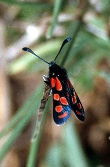 Z. orana tirhboulensis (Moyen Atlas central) 