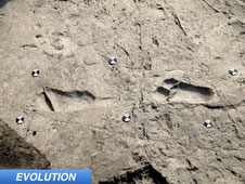 New Footprints Discovered in Laetoli
